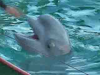  Сочи:  Краснодарский край:  Россия:  
 
 Дельфинарий в Адлере